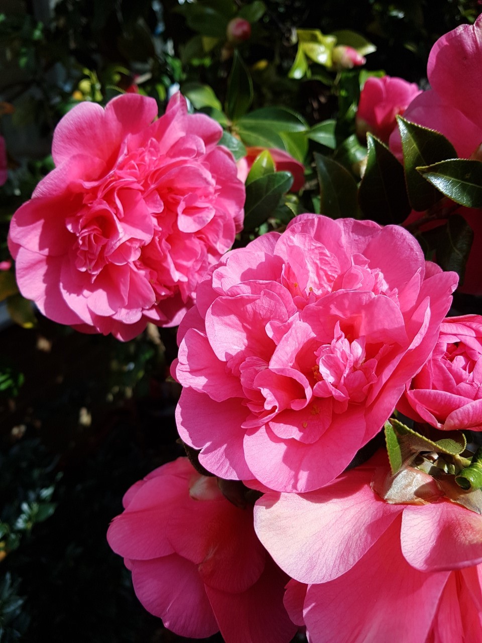 C. x williamsii 'Anticipation' AGM